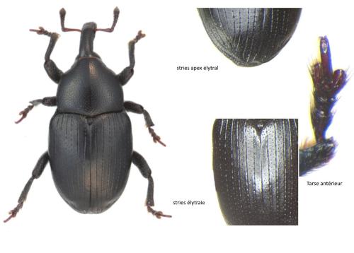 Réf. 336 334 : Malvaevora timida